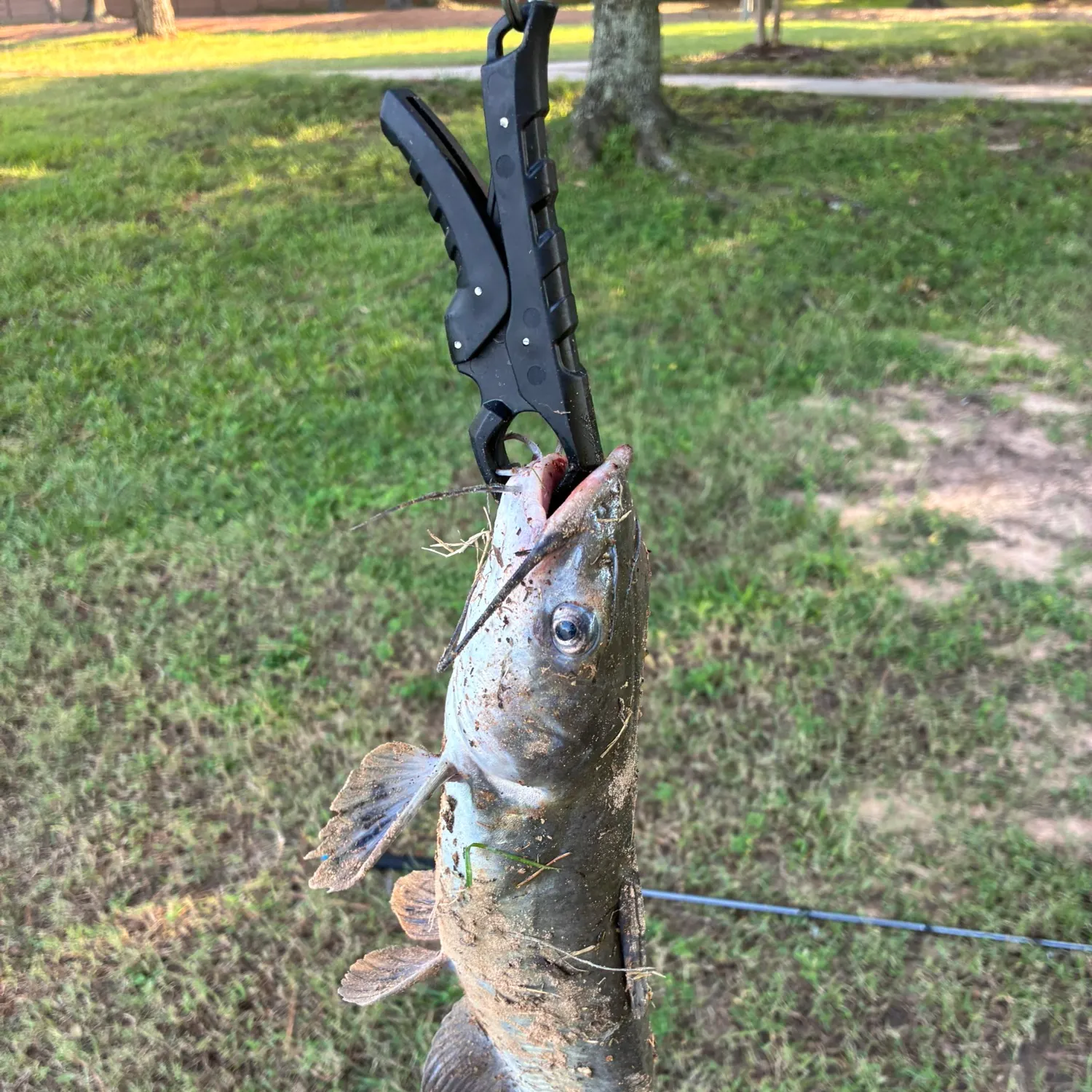 Channel catfish caught on Fishbrain