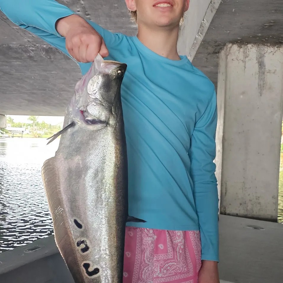 The most recent Clown knifefish catches on Fishbrain