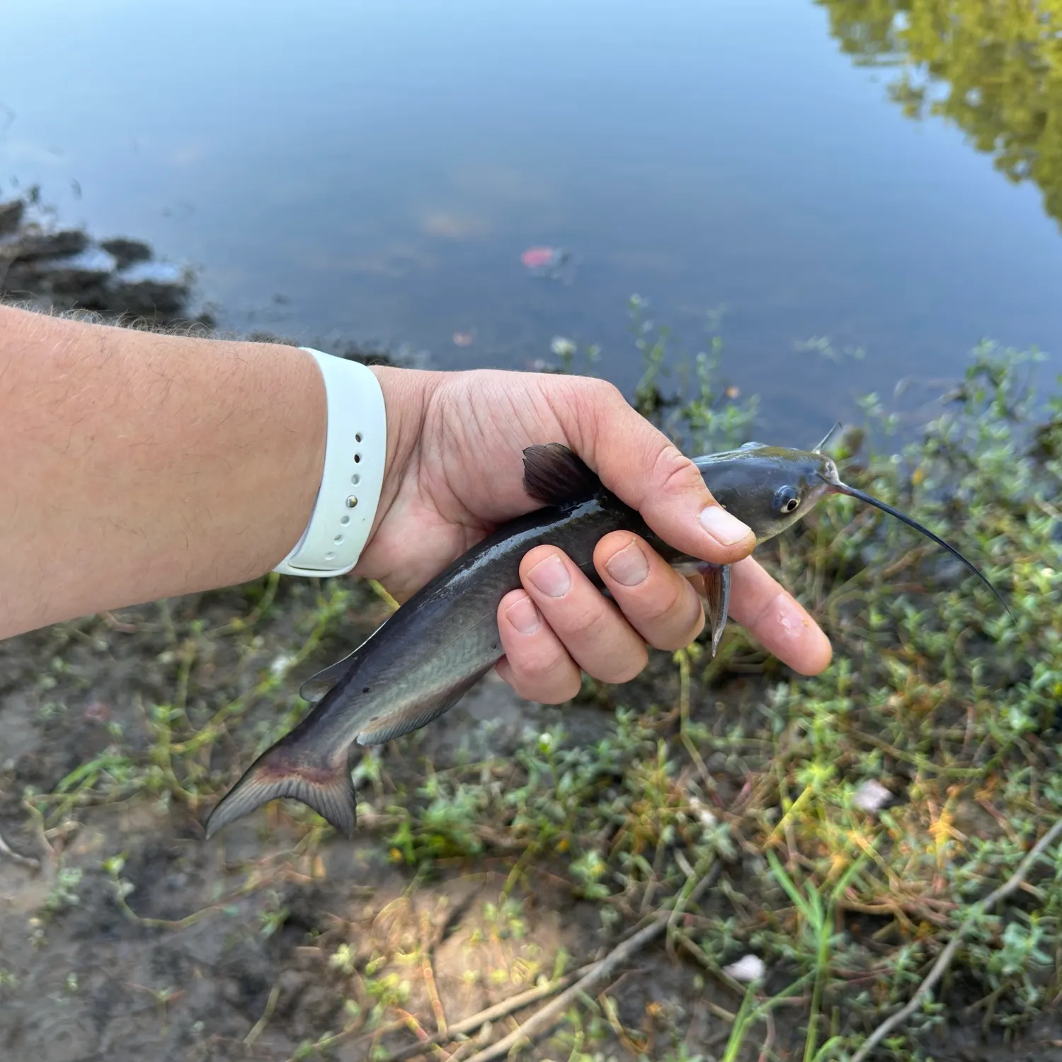 Channel catfish caught on Fishbrain