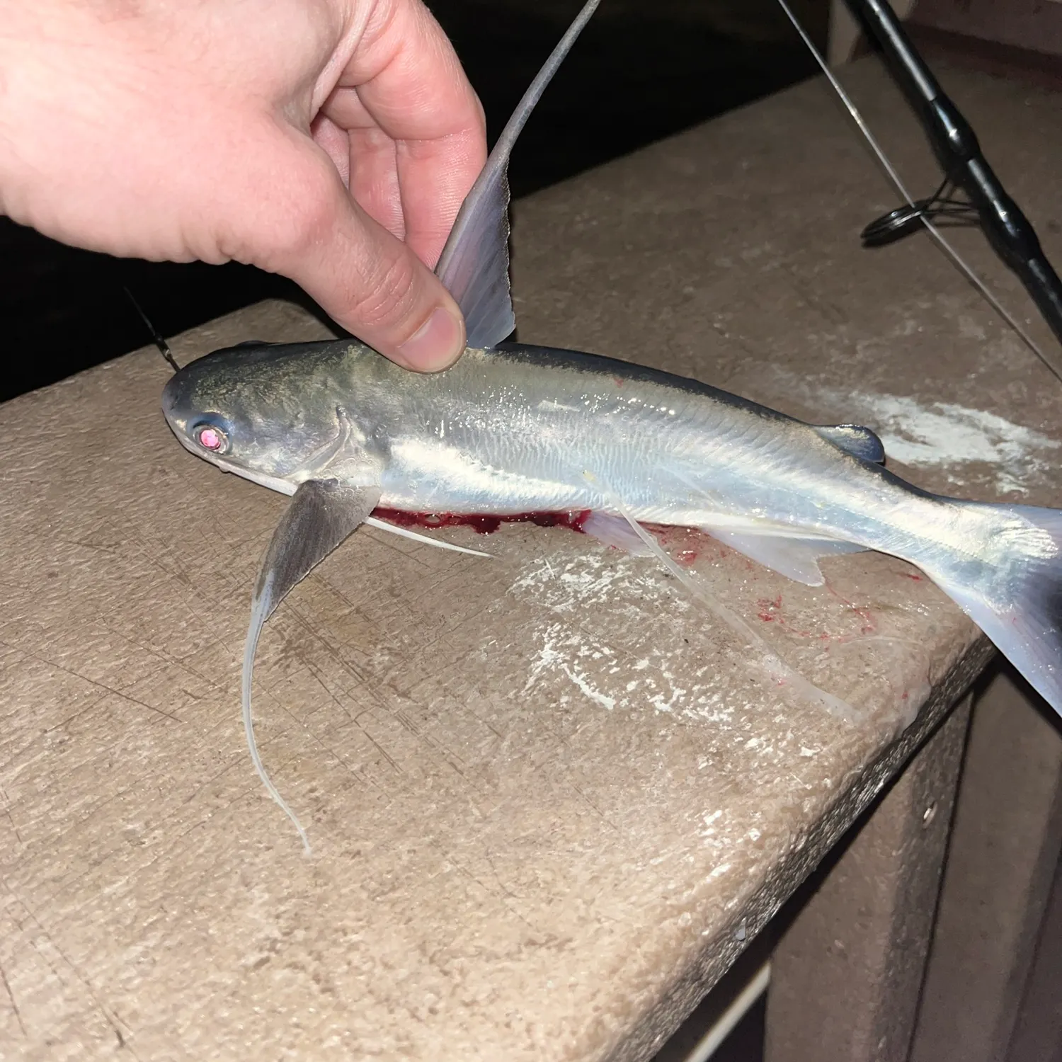The most recent Gafftopsail sea catfish catches on Fishbrain