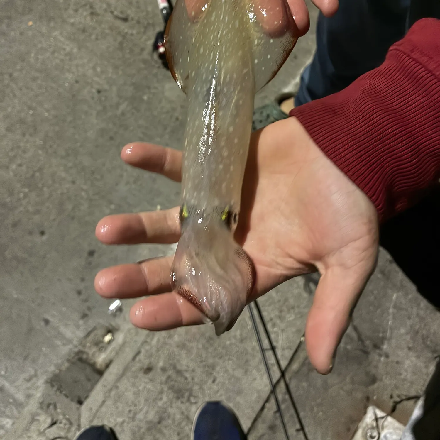 Longfin inshore squid caught on Fishbrain