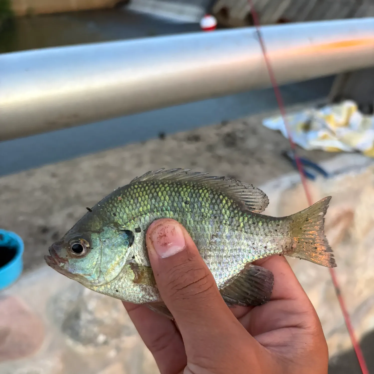 Bluegill caught on Fishbrain