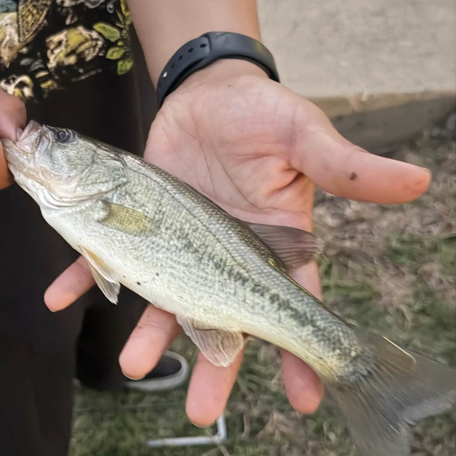 Spotted bass caught on Fishbrain