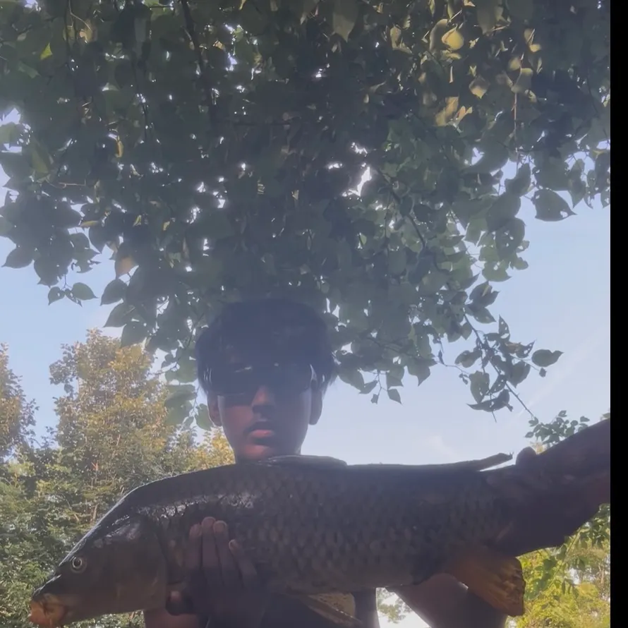 The most recent Common carp catches on Fishbrain