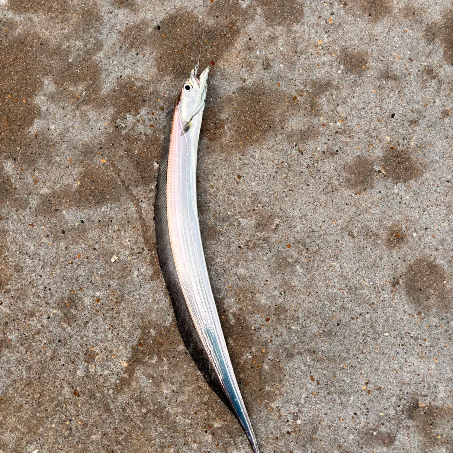 The most recent Atlantic cutlassfish catches on Fishbrain