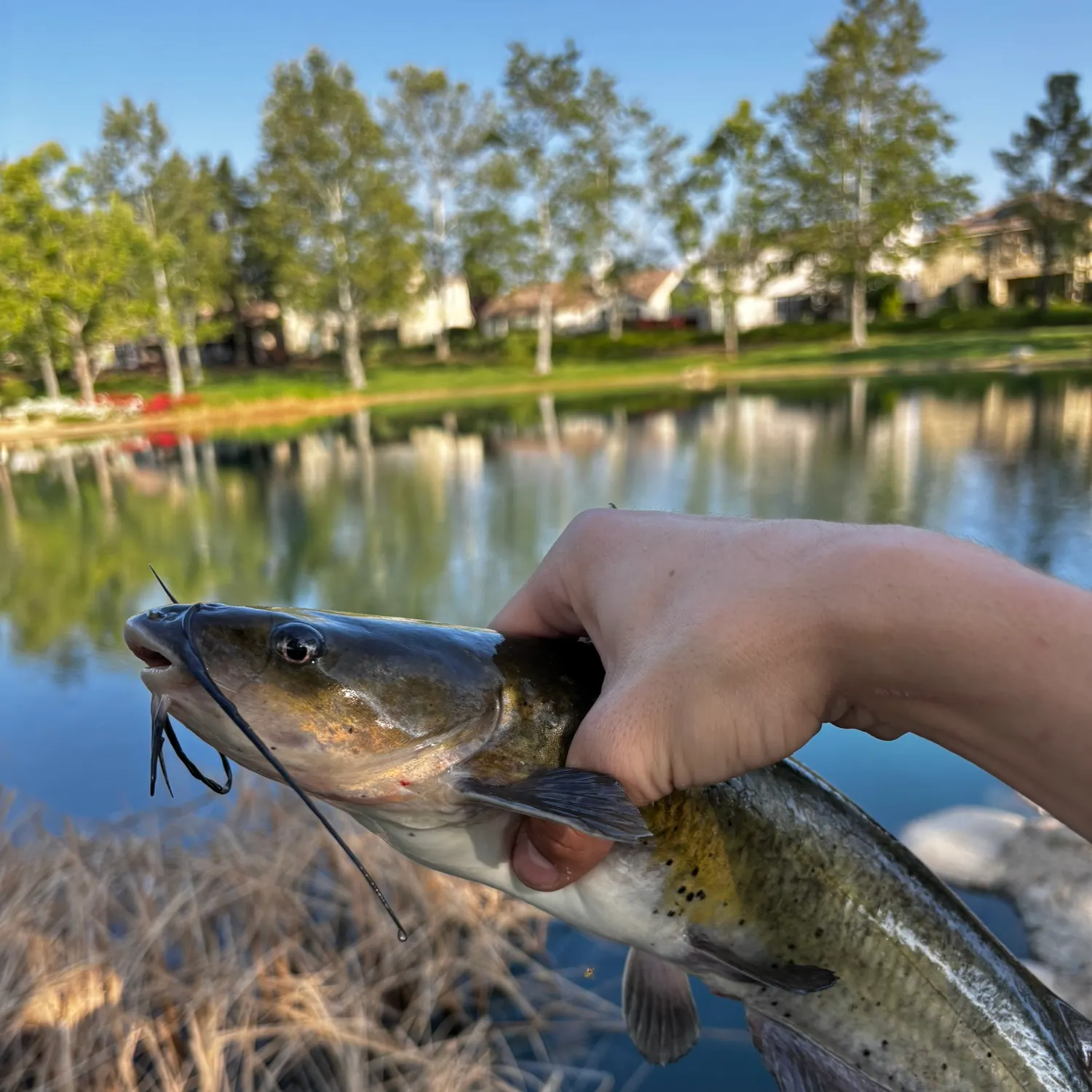 catch