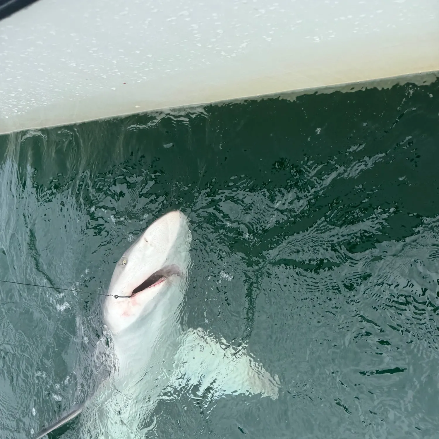The most recent Blue shark catches on Fishbrain