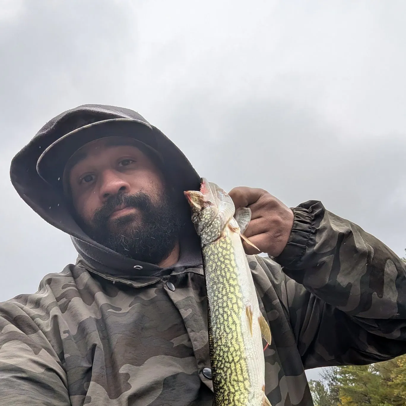 Chain pickerel caught on Fishbrain