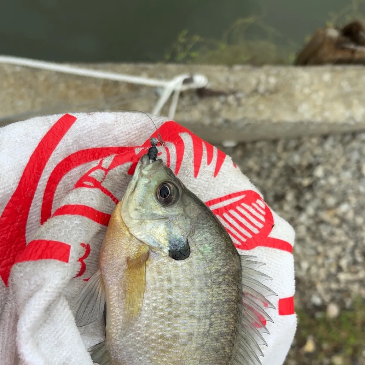 Bluegill caught on Fishbrain