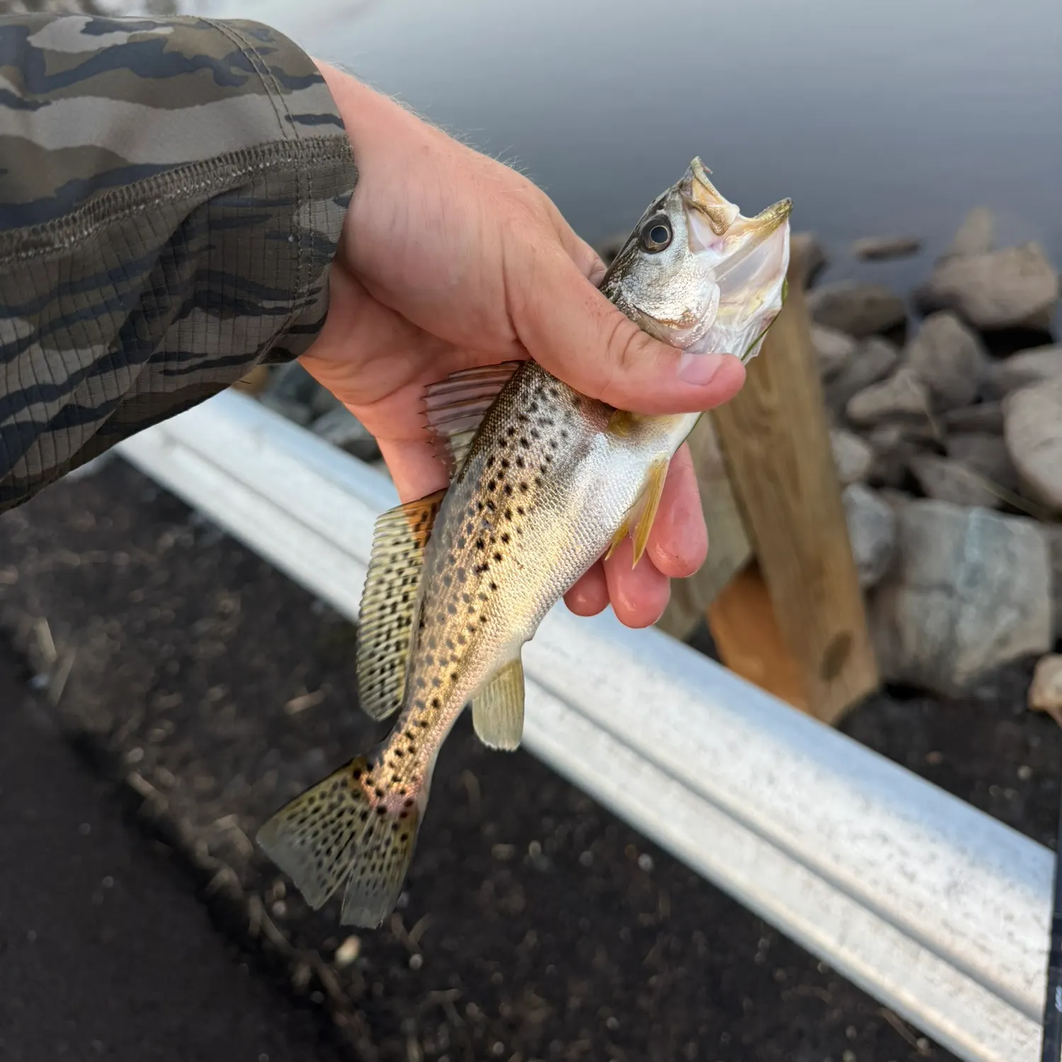 Spotted seatrout caught on Fishbrain