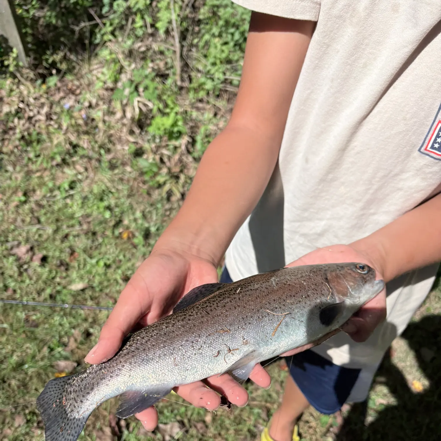 Rainbow trout caught on Fishbrain