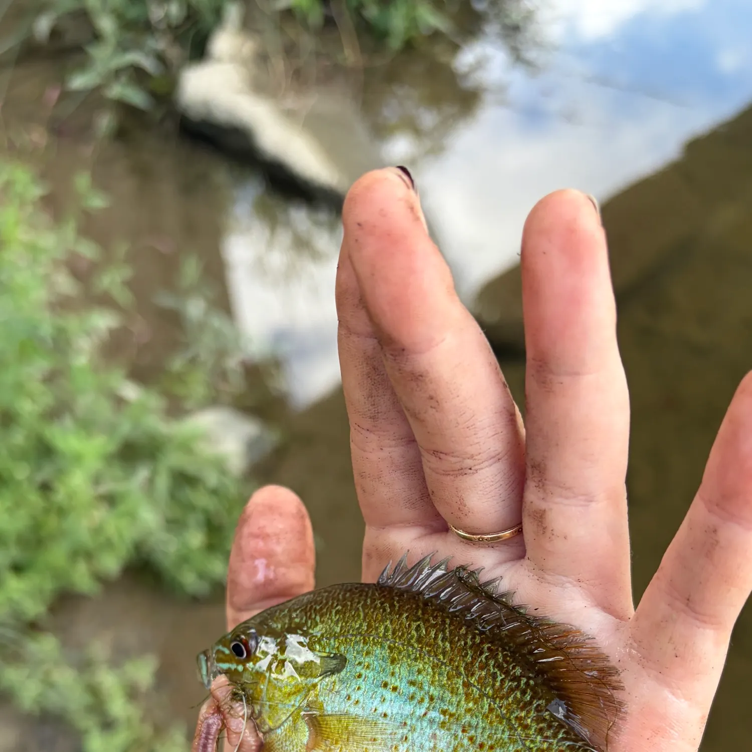 Redbreast sunfish caught on Fishbrain