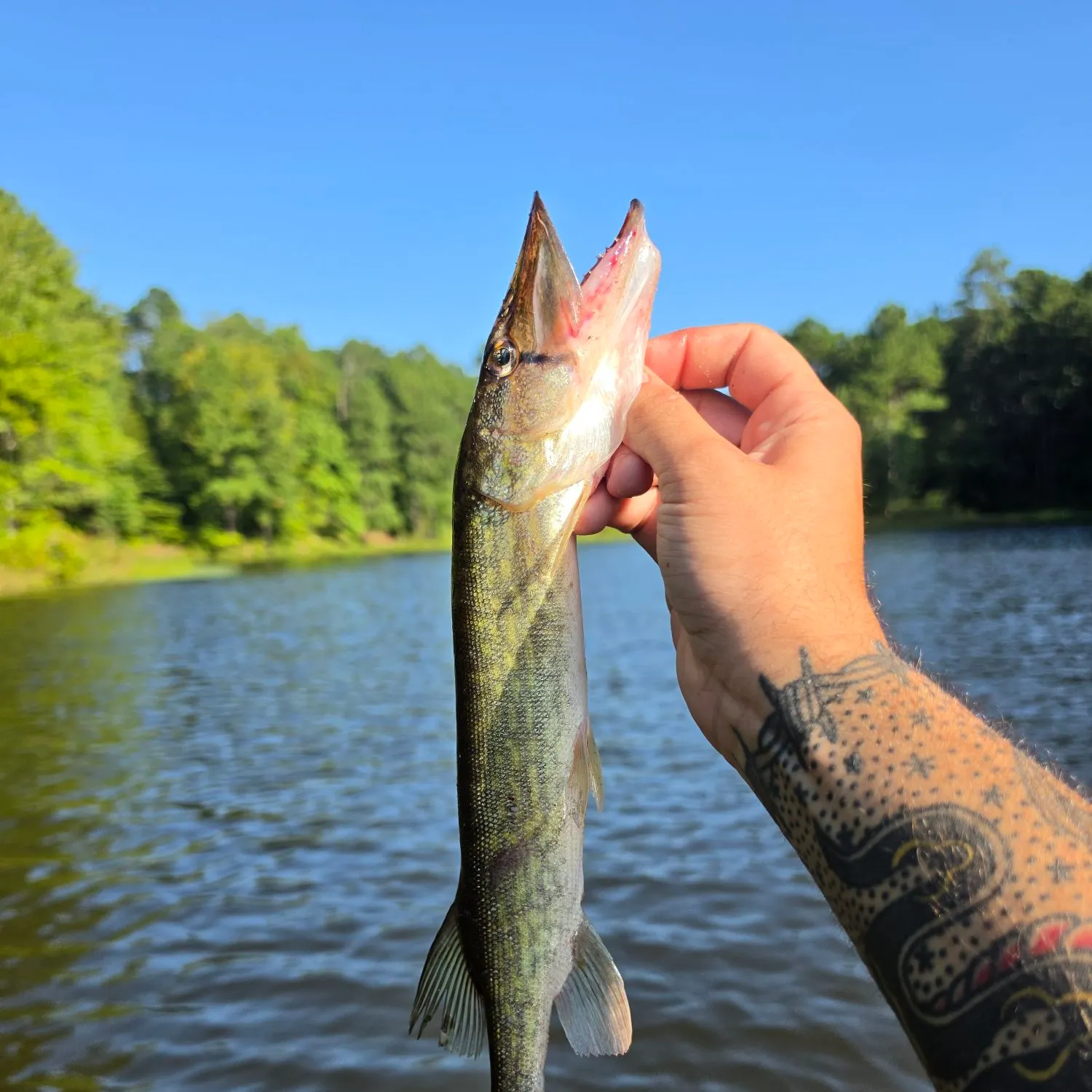 Chain pickerel caught on Fishbrain