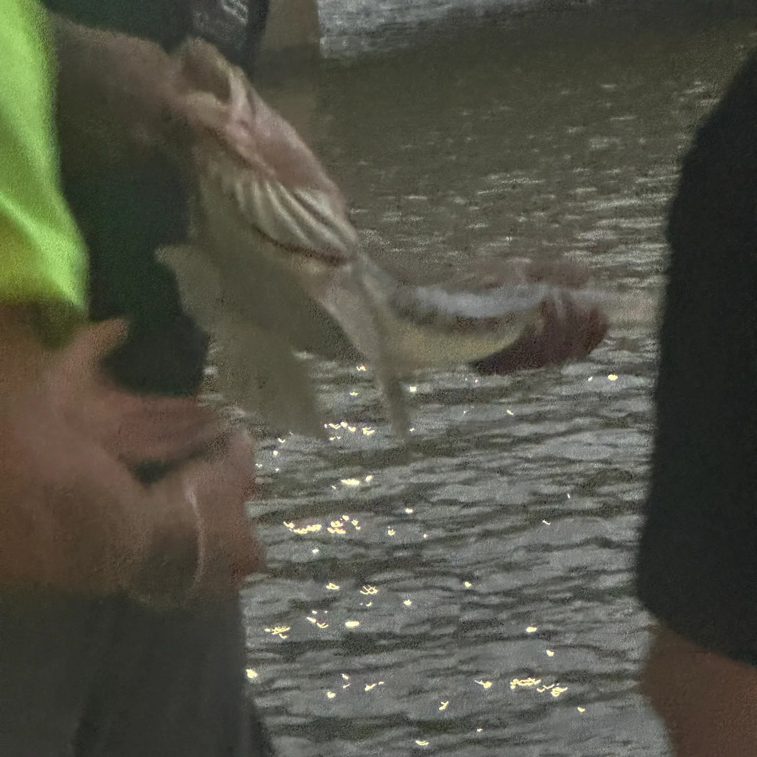 The most recent Dusky flathead catches on Fishbrain