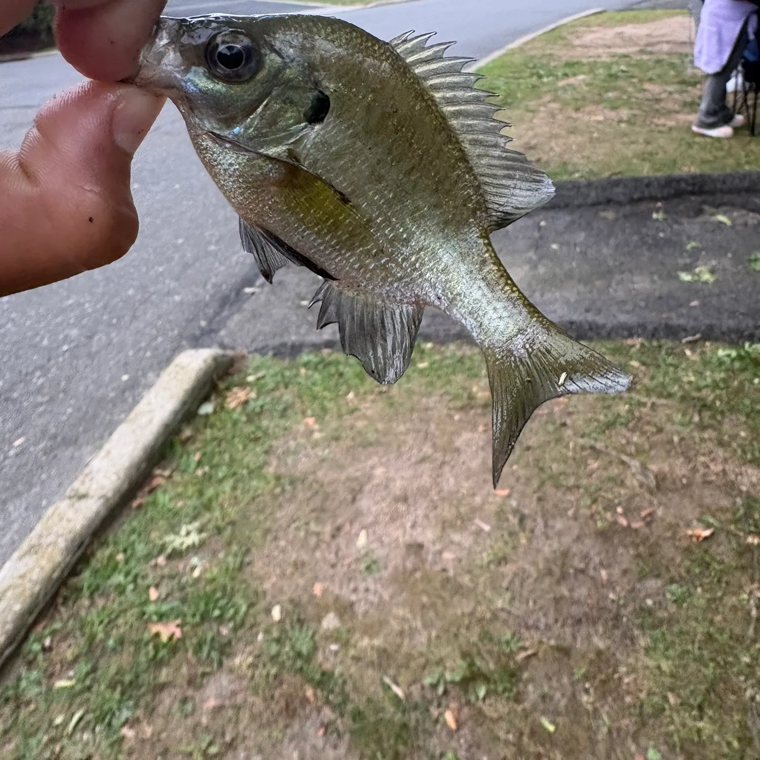Bluegill caught on Fishbrain