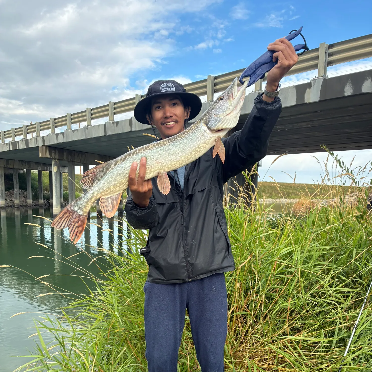 Northern pike caught on Fishbrain
