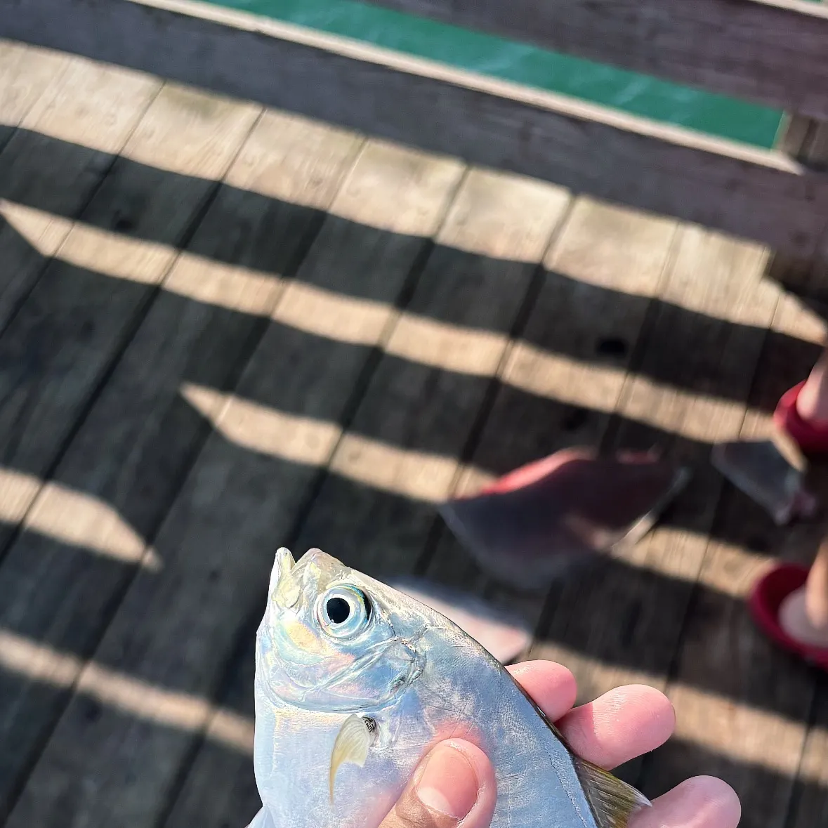 The most recent Pacific pompano catches on Fishbrain