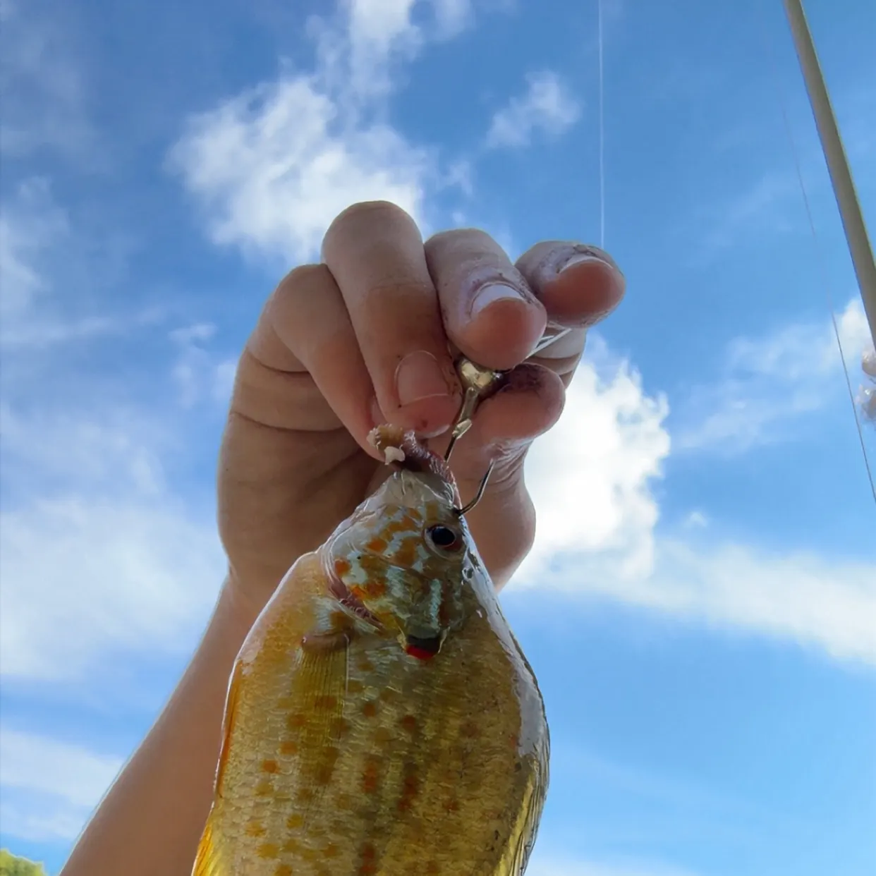 Pumpkinseed caught on Fishbrain