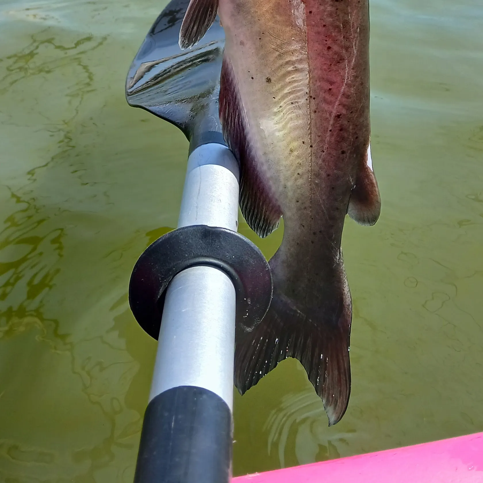 Channel catfish caught on Fishbrain