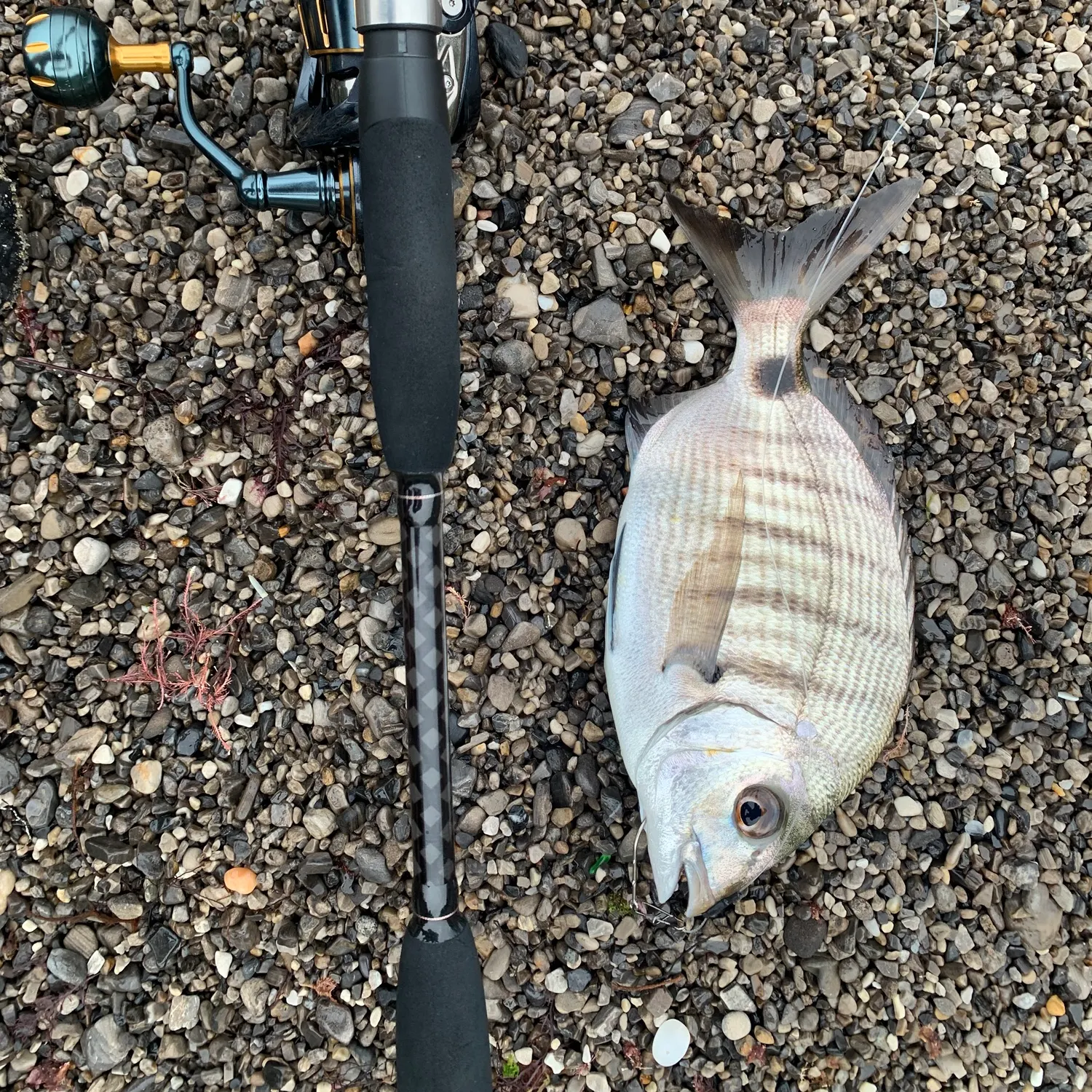White seabream caught on Fishbrain