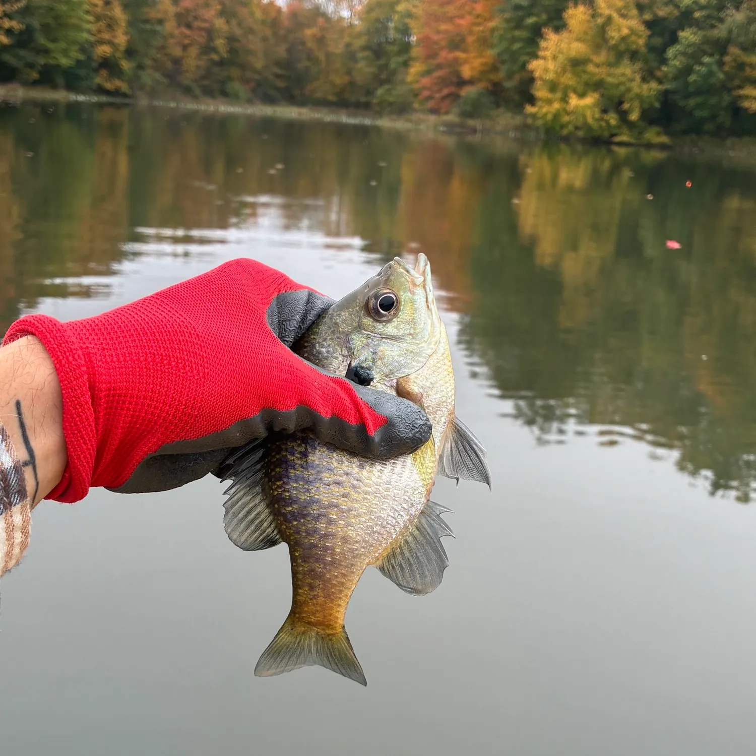 Bluegill caught on Fishbrain