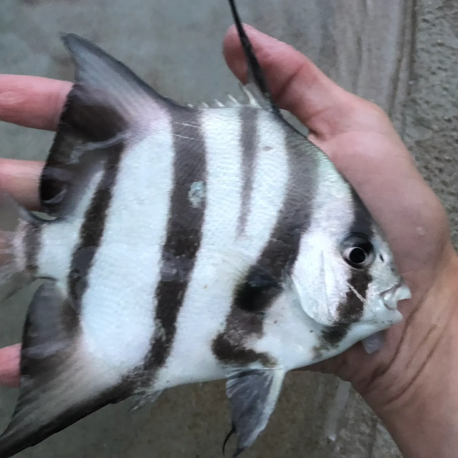 The most recent Atlantic spadefish catches on Fishbrain