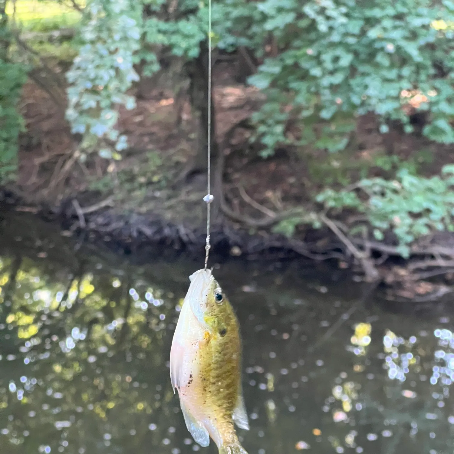 The most recent Grass pickerel catches on Fishbrain
