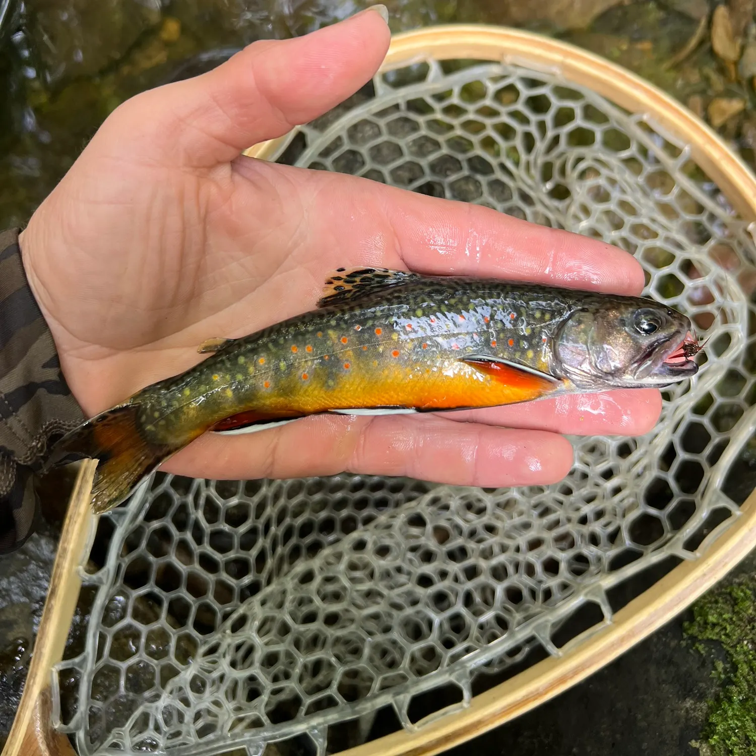 Brook trout caught on Fishbrain