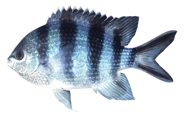 Scissortail sergeant