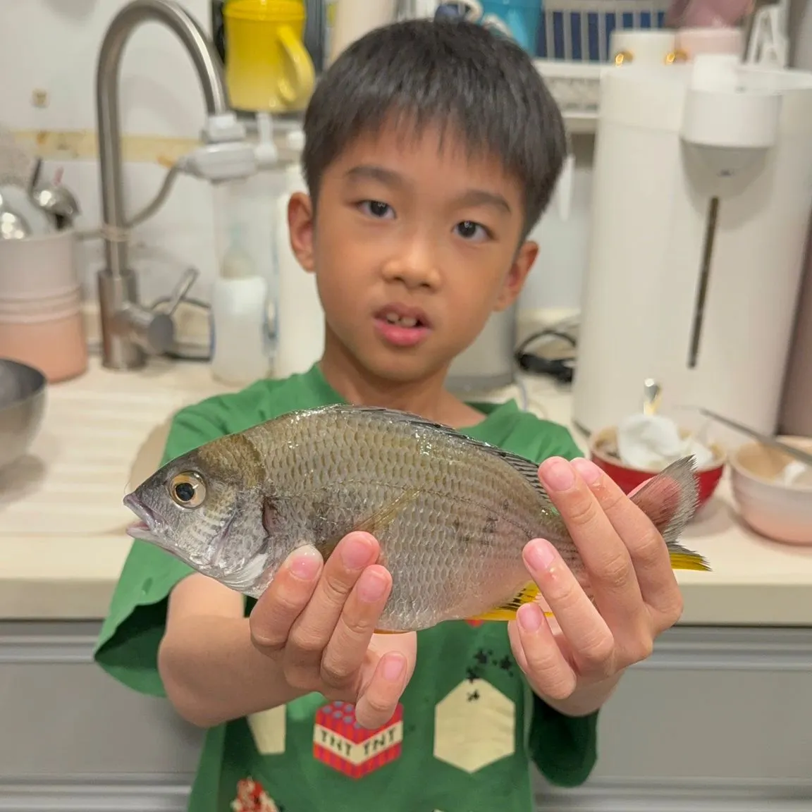 The most recent Yellowfin seabream catches on Fishbrain