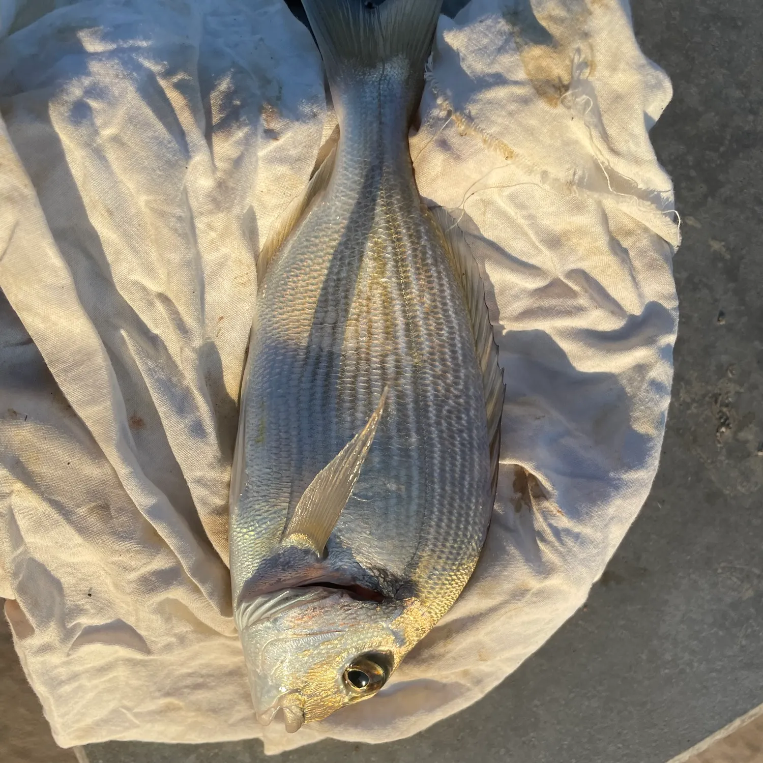 The most recent Gilthead seabream catches on Fishbrain