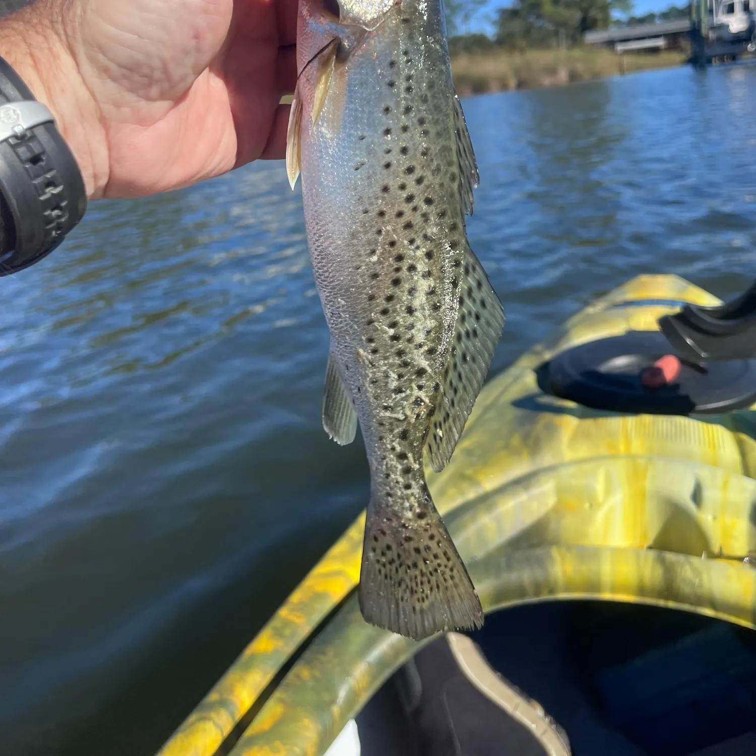 Spotted seatrout caught on Fishbrain