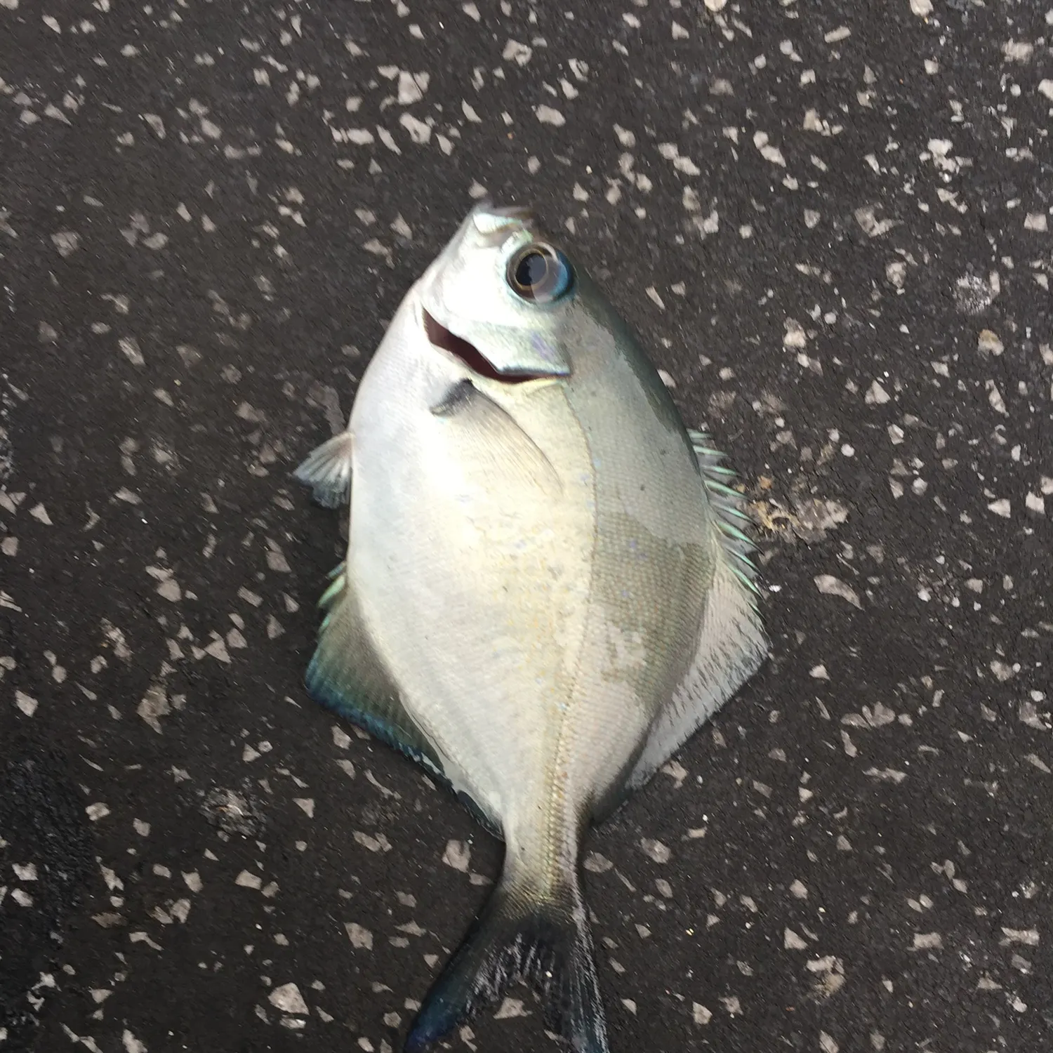 The most recent Silver sweep catches on Fishbrain