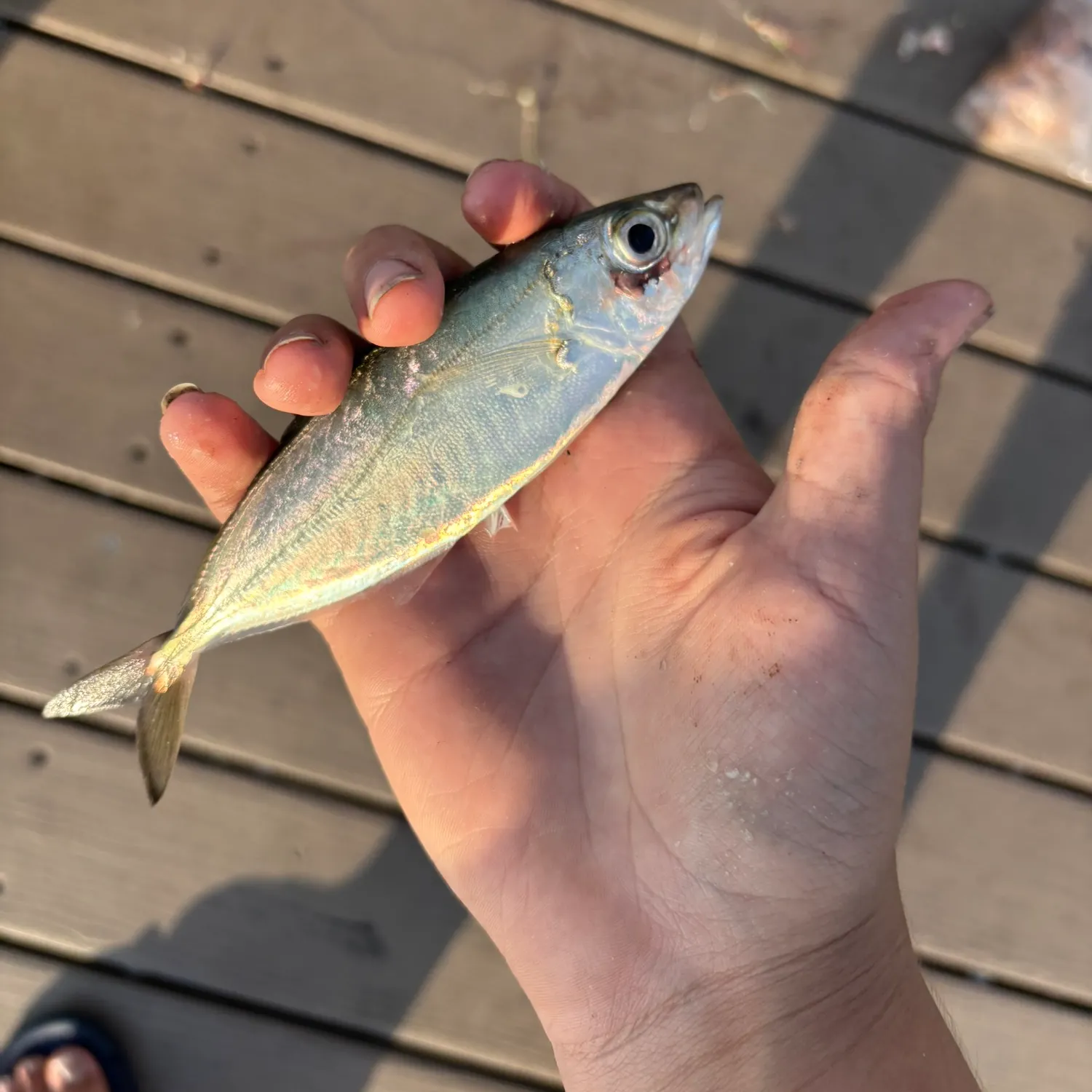 The most recent Rough scad catches on Fishbrain