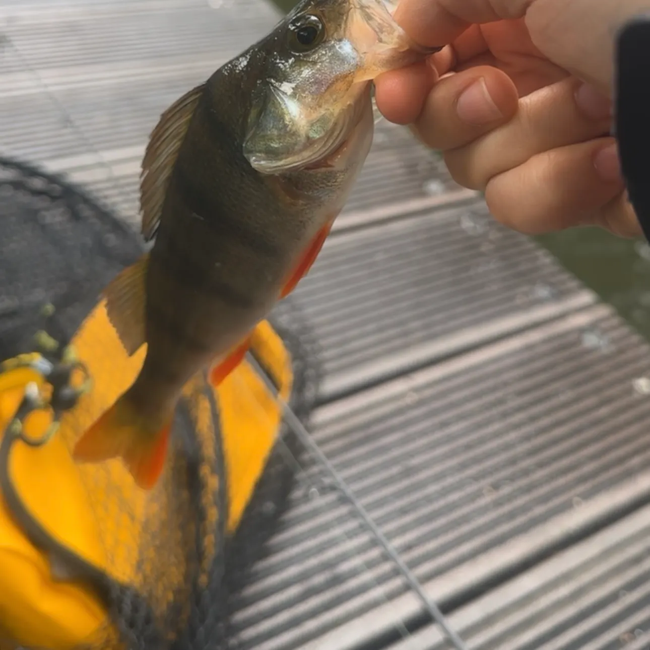 catch