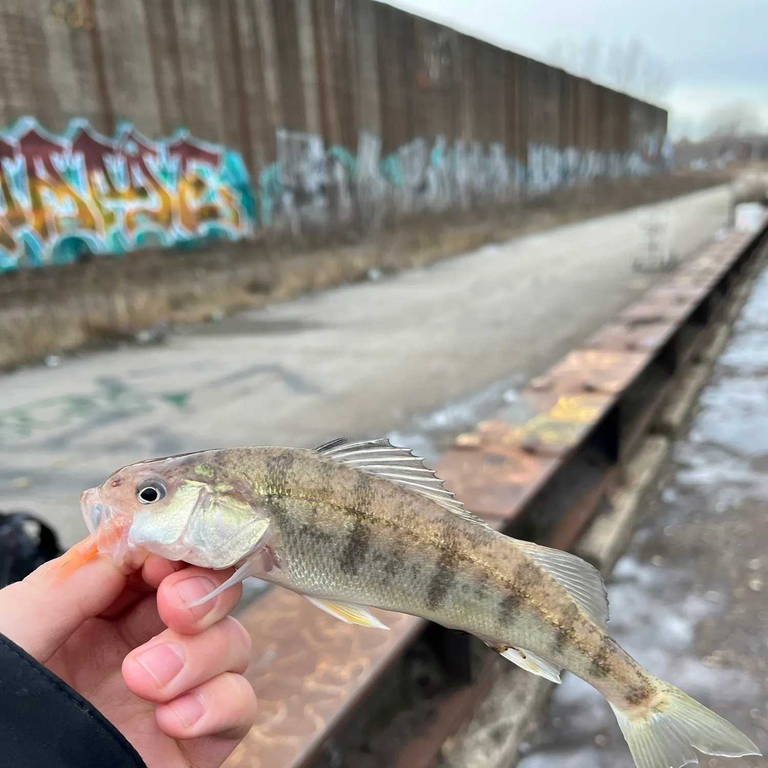 The most recent Yellow perch catches on Fishbrain