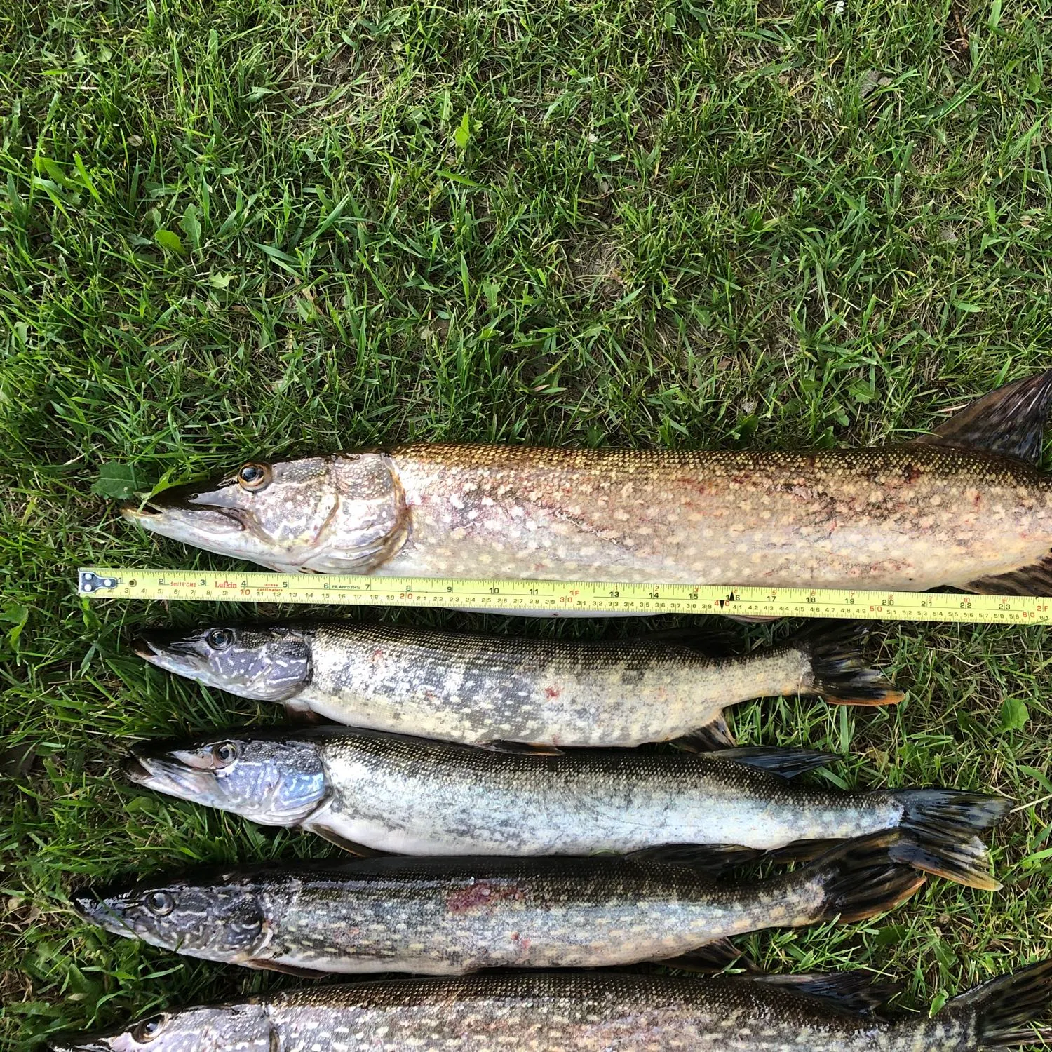 recently logged catches