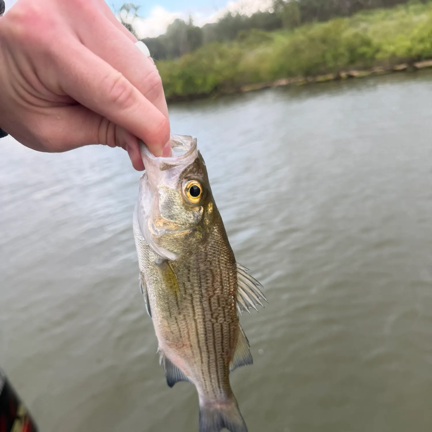 White bass caught on Fishbrain