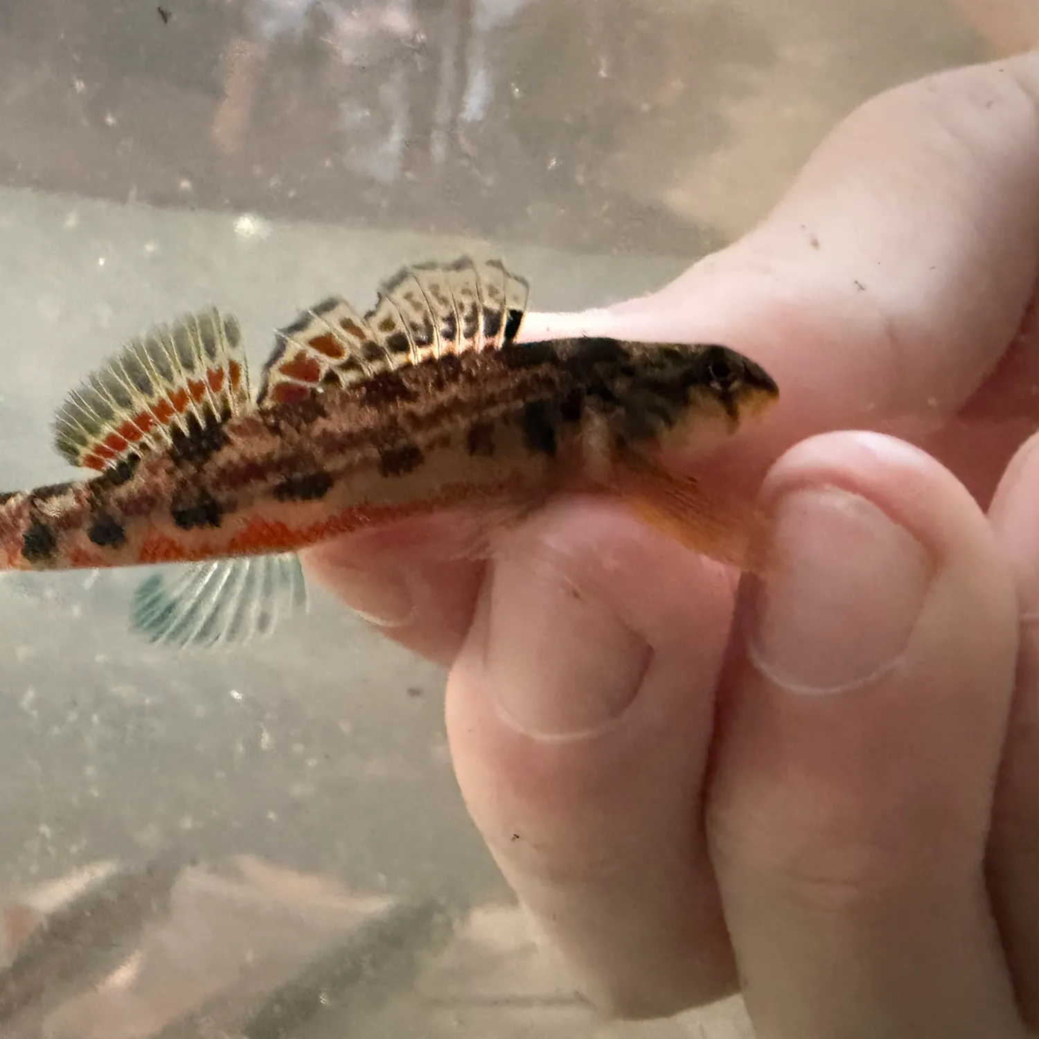 The most recent Alabama shiner catches on Fishbrain