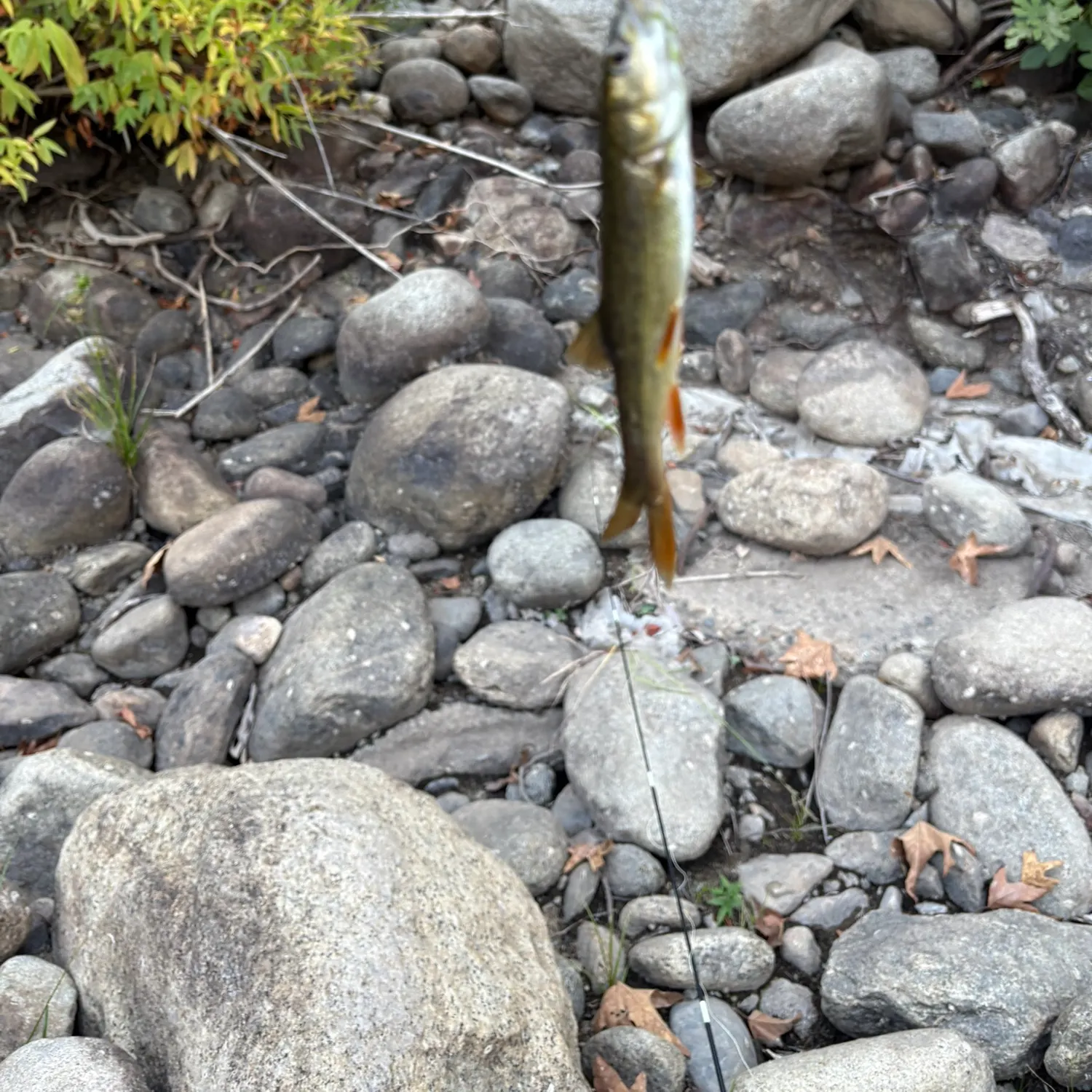 Brook trout caught on Fishbrain