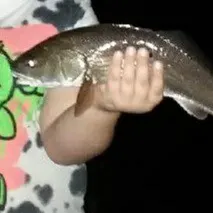 Red drum caught on Fishbrain
