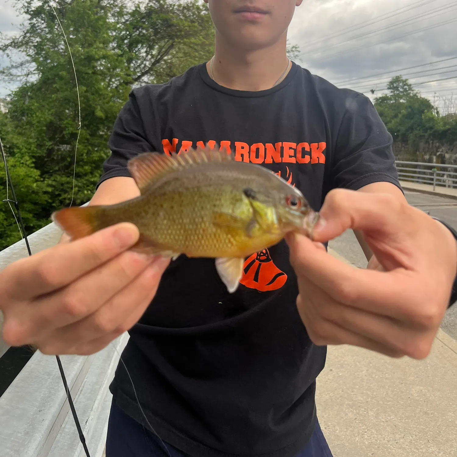 Redbreast sunfish caught on Fishbrain