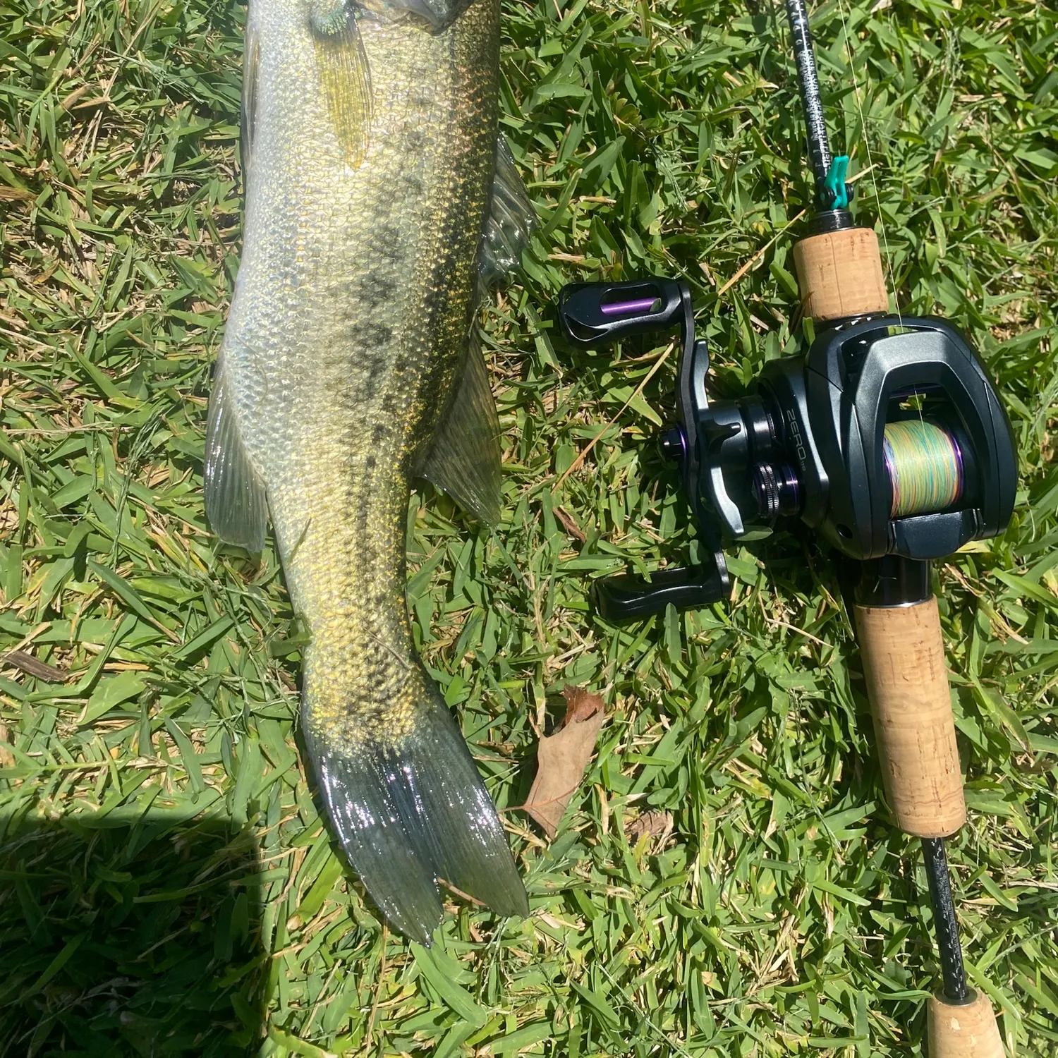 Largemouth bass caught on Fishbrain