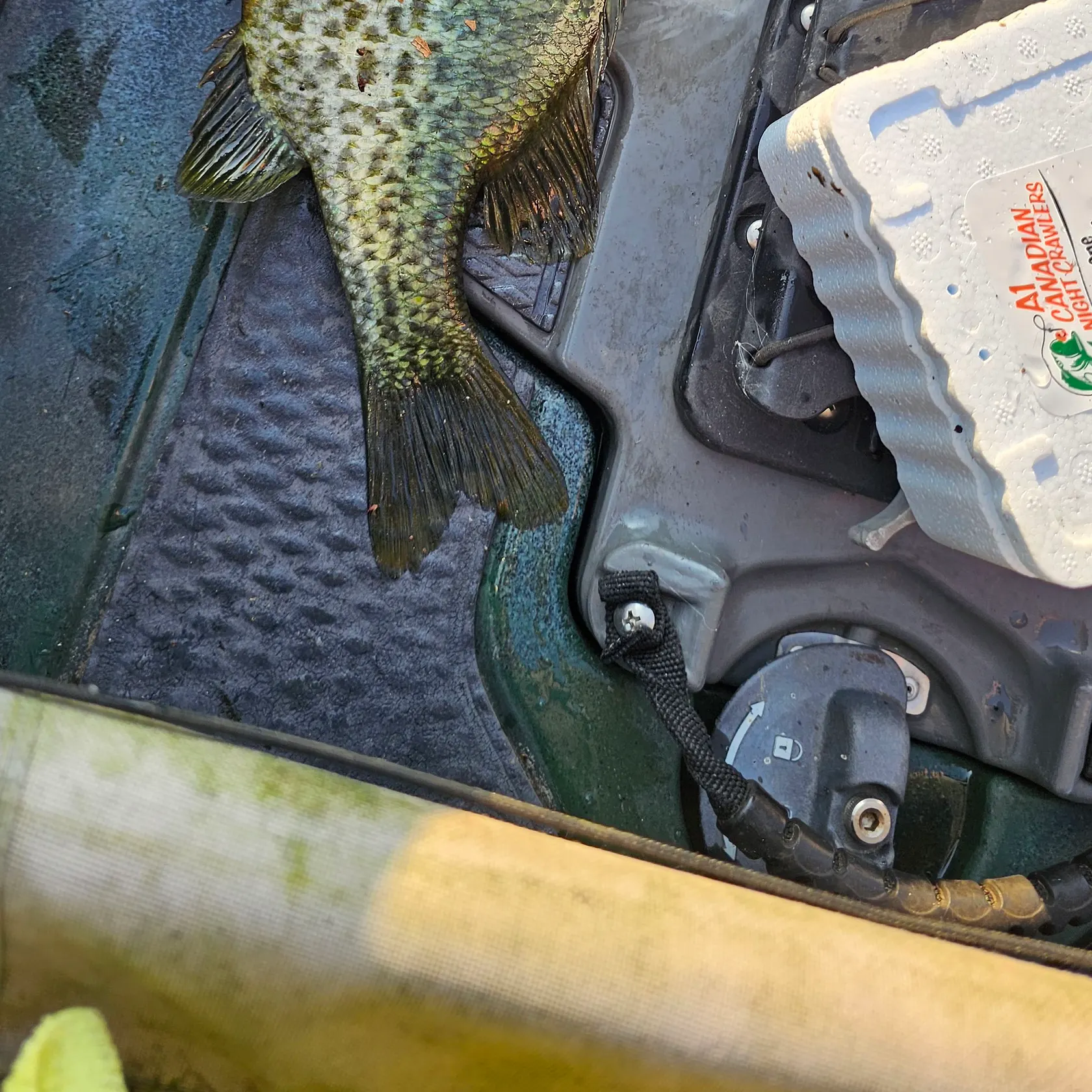 Redear sunfish caught on Fishbrain