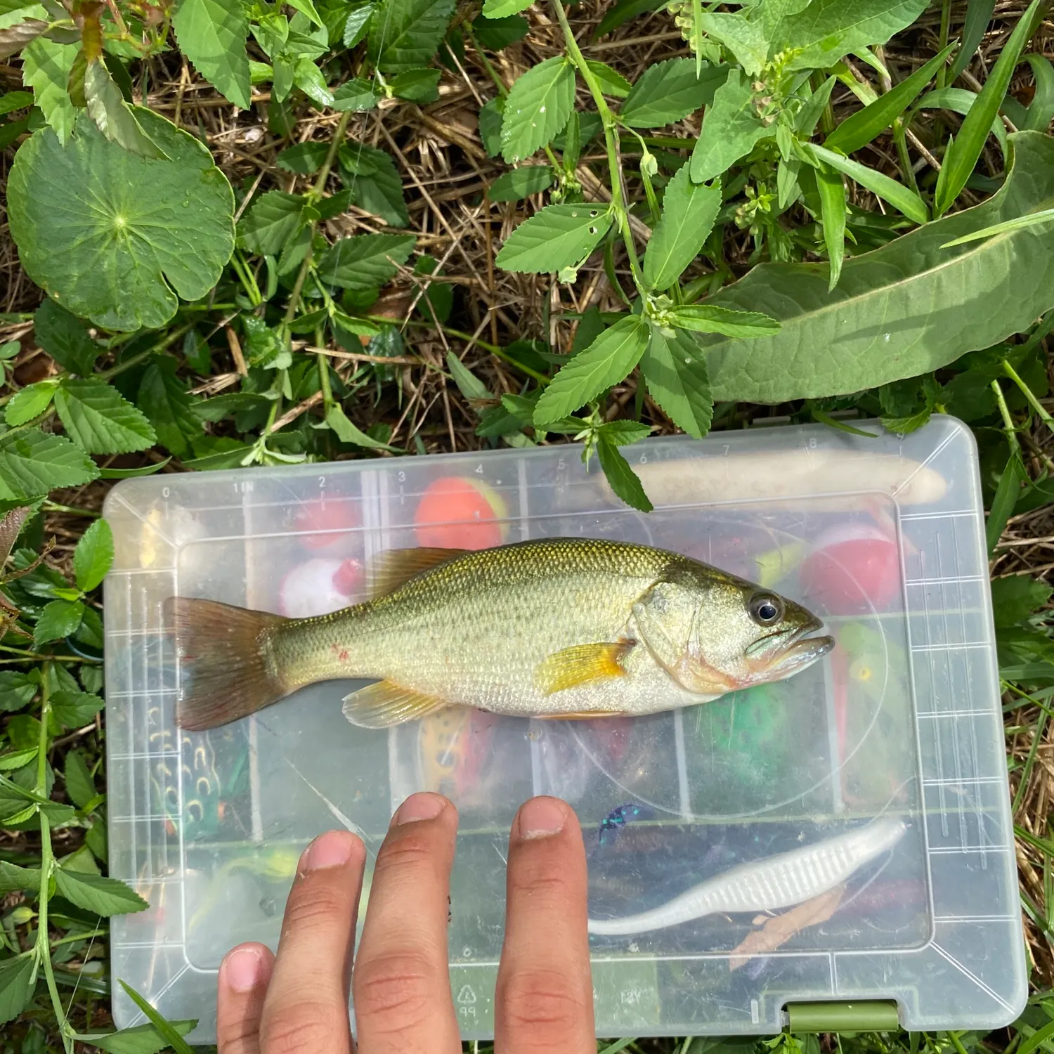 angler catch