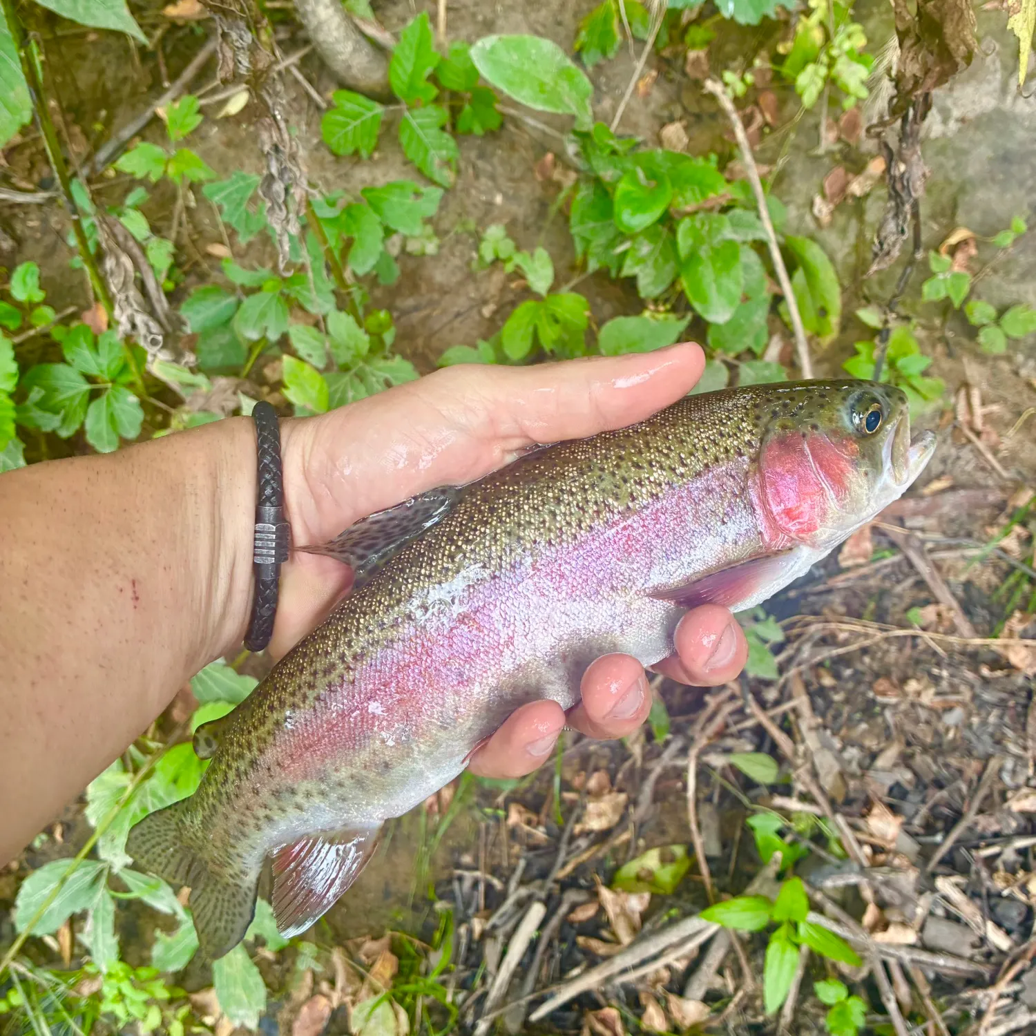 Rainbow trout caught on Fishbrain
