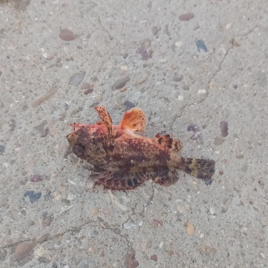 Pacific spotted scorpionfish caught on Fishbrain
