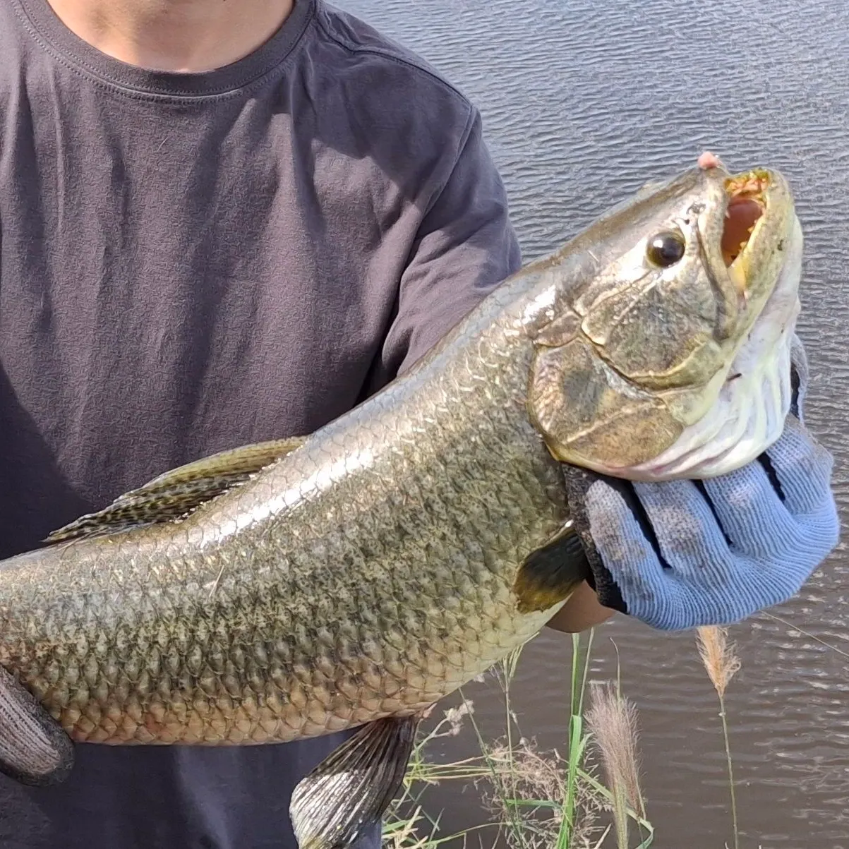 The most recent Trahira catches on Fishbrain