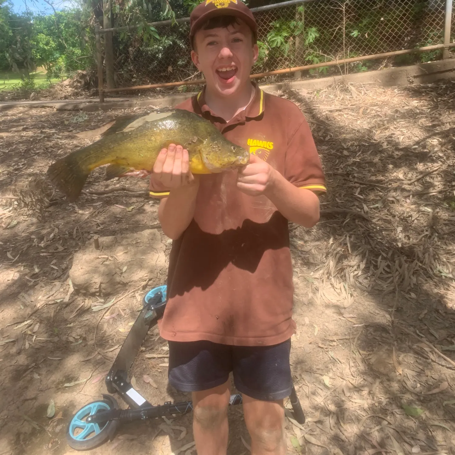 Golden perch caught on Fishbrain