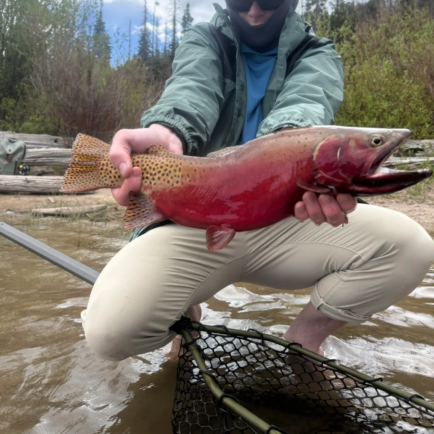 The most recent Rio Grande cutthroat trout catches on Fishbrain